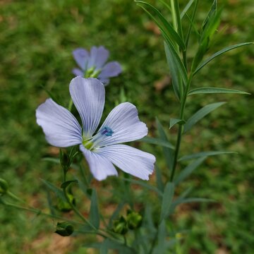 Small Blue Wildflower Close Up With Smooth Background. Malpighiales, Linaceae. Linum Bienne.