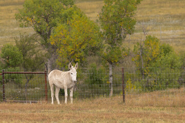 Wild Donkey Near Fence In South Dakota