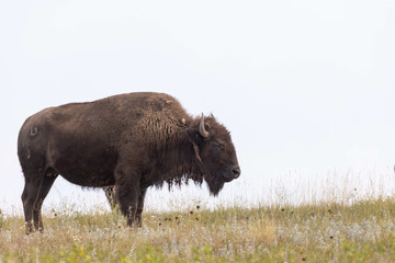 Wild Buffalo Napping In Field