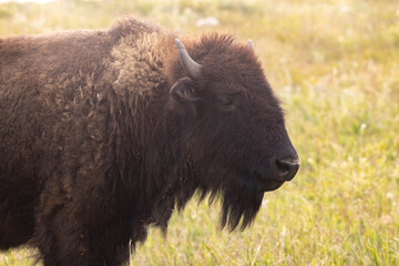 Fototapeta premium Close Up Wild Bison Buffalo