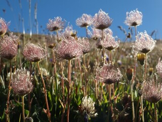 Close up of fruitful red Geum reptans, the creeping avens, is a species of flowering plant in the family Rosaceae. It is alpine mountain flower.