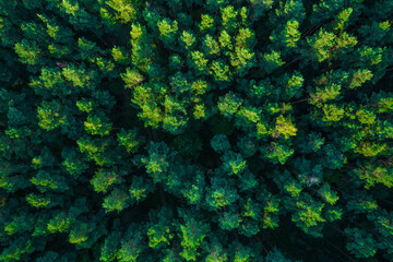 Top view of the pine forest in a summer season, low over the treetops.