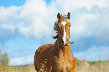 Palomino horse in the field in summer