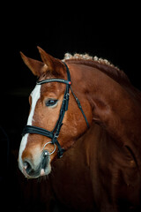 Portrait of a sportive horse