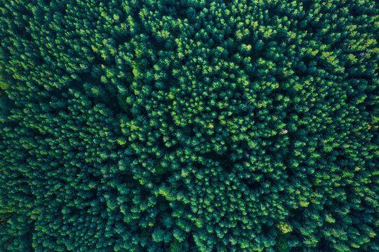 Bird's eye view of the pine forest in a summer season. 