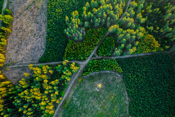 Bird's eye view of the coniferous forest during sunrise. In the middle - crossroads. Colors of early autumn. © Jakub Łukasik