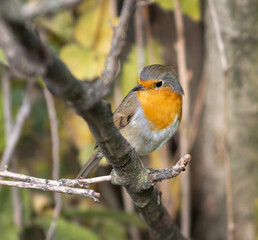 Fototapeta premium european robin rebreast sitting on a branch