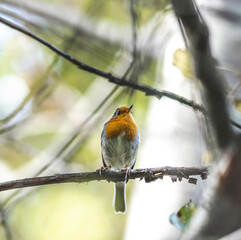 european robin rebreast sitting on a branch