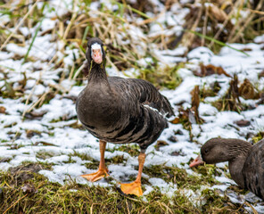 Greater white-fronted goose on the river bank