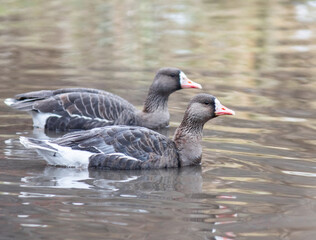 Fototapeta premium Greater white-fronted geese on the river