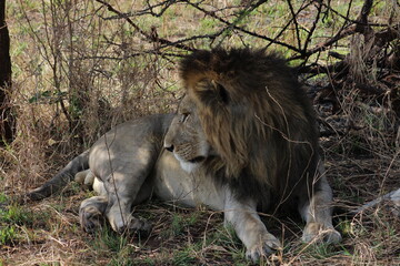 Lion