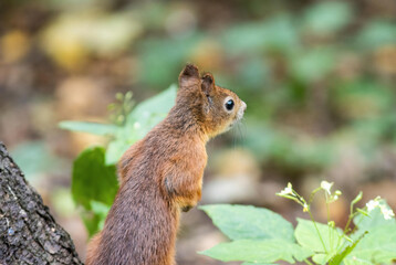 Naklejka na ściany i meble red squirrel standing on the ground in the forest
