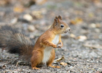 red squirrel standing on the ground in the forest