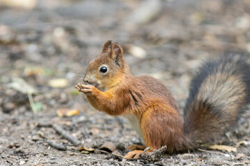 Naklejka na ściany i meble red squirrel standing on the ground in the forest and eating bread