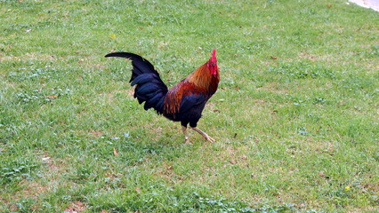Fototapeta premium Red orange rooster chicken with emerald blue tail feathers Beautiful Bantam male standing on the ground. Animal and nature concept. Colorful wild chickens
