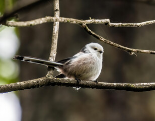 long-tailed (bush)tit sitting on a branch