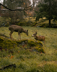 deer in the forest