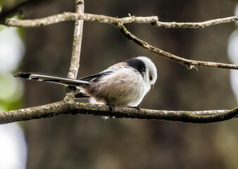 Obraz premium long-tailed (bush)tit sitting on a branch