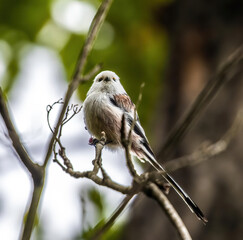 long-tailed (bush)tit sitting on a branch