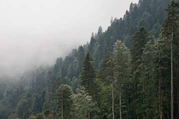 Obraz premium fog in the mountains