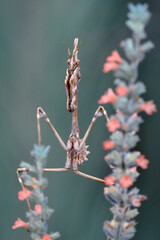 Close up of pair of Beautiful European mantis ( Mantis religiosa ).