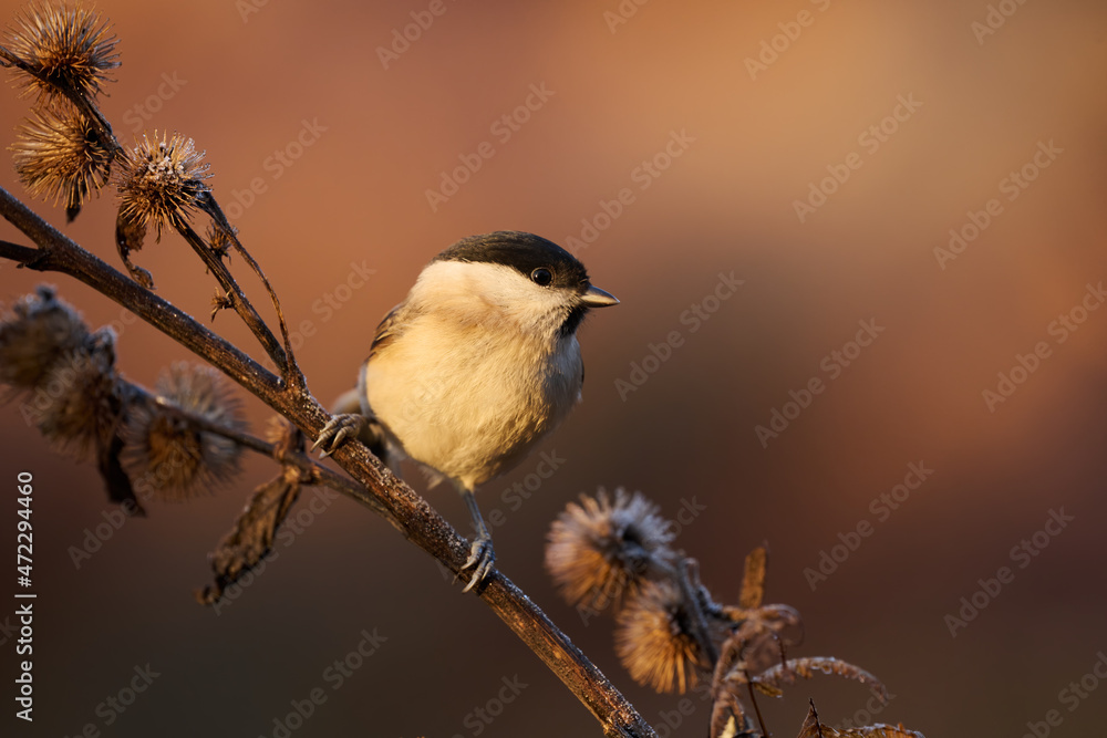 Poster Marsh Tit resting on a branch.