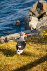 Obraz premium Autumn in Ushuaia