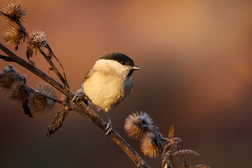Marsh Tit resting on a branch.
