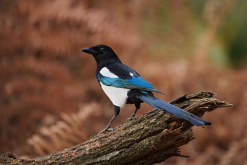 Eurasian magpie or common magpie (Pica pica)