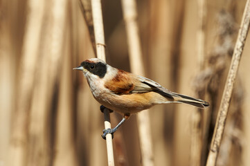 European penduline tit (Remiz pendulinus) © lucaar