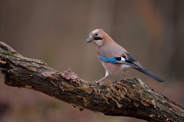 Eurasian jay (Garrulus glandarius)