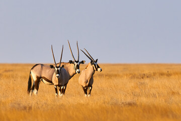 Drie prachtige oryxen in Namibië.