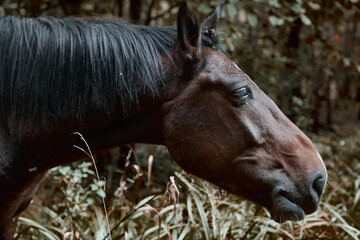 portrait of a horse in the field