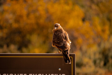 Big Bird in Ushuaia