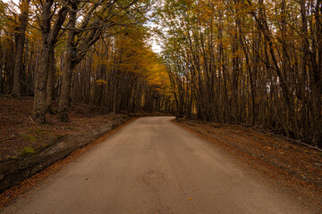 Naklejka premium Dirt road in a forest