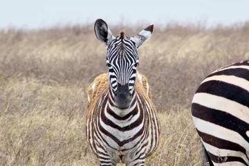 Fotobehang Baby zebra © Elizabeth