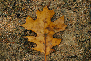 leaf on the ground