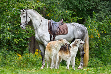 Obraz na płótnie Canvas Beautiful russian borzoi dogs with gray horse