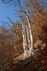 Fototapete bei efototapeten.de bestellen   