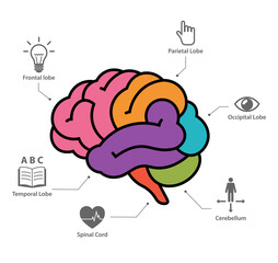 Human brain anatomy section infographic vector illustration - obrazy, fototapety, plakaty