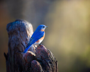 bird on a branch
