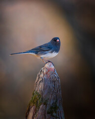 junco on stump