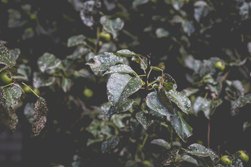 Wild pear with infected leaves. Disease on the leaves of a pear.