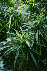 Branch of cannabis and marijuana. Ganja, hemp beautiful tree.