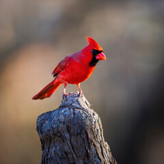 red cardinal on a branch
