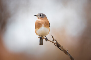 bluebird on branch