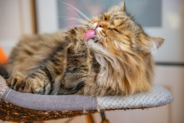 a colored cat lies on a chair and licks a paw. High quality photo