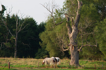 horses under an old, sprawling tree. Summer, England