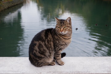 The cat by the pond