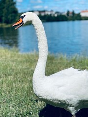 white swan on the lake